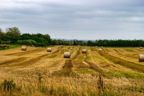 Harvested hay bales in rural landscape under tranquil sky.
