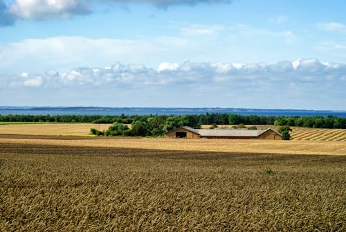 Rural Landscape with Cereal Crop Field and Sky