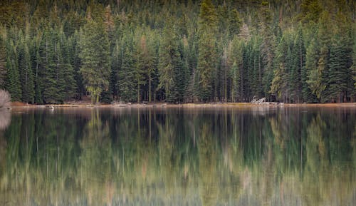 Fotobanka s bezplatnými fotkami na tému ihličnan, krajina, lesy