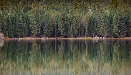 Free Tranquil view of a dense conifer forest reflecting on a still lake surface. Stock Photo