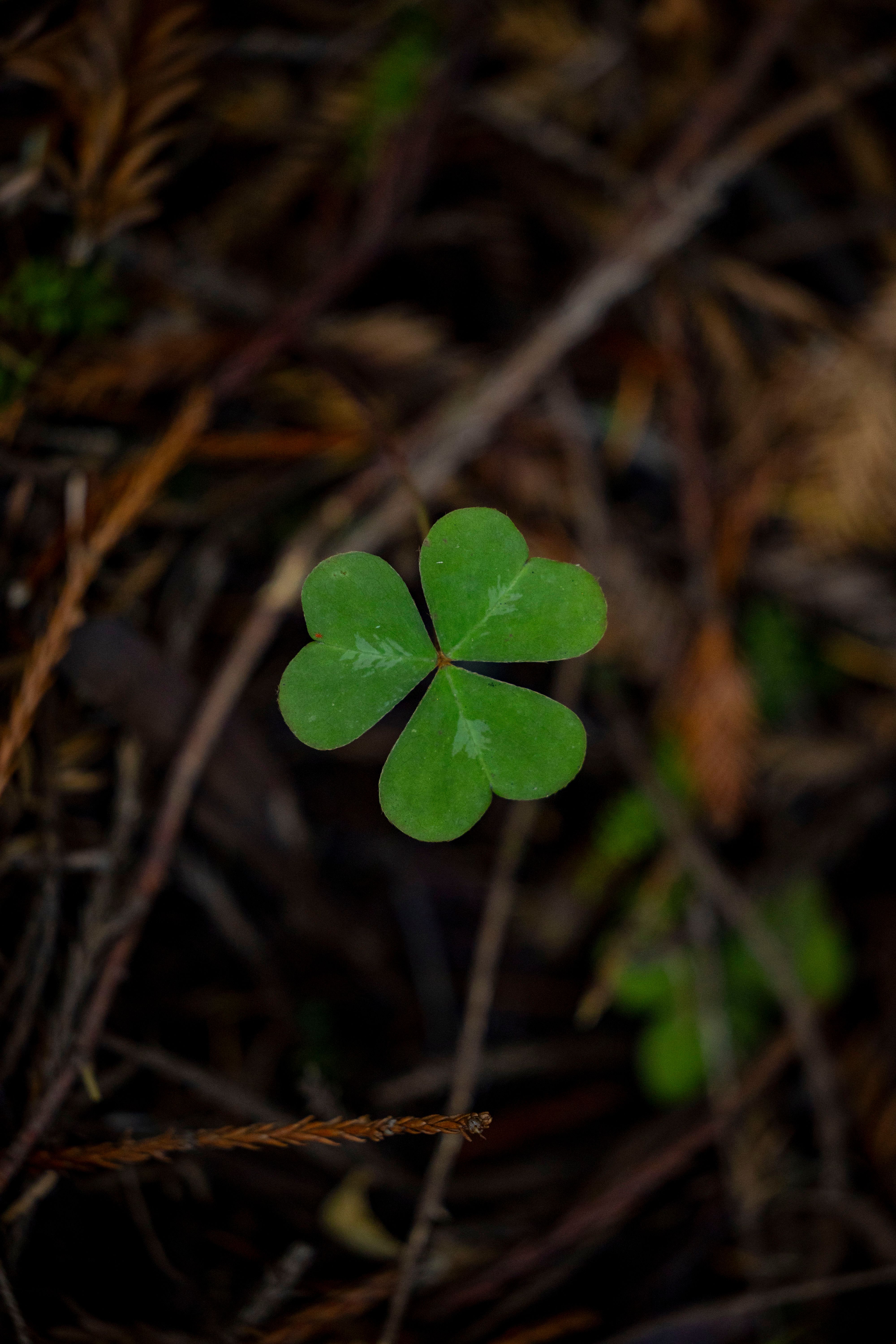 Clover on a Ground · Free Stock Photo