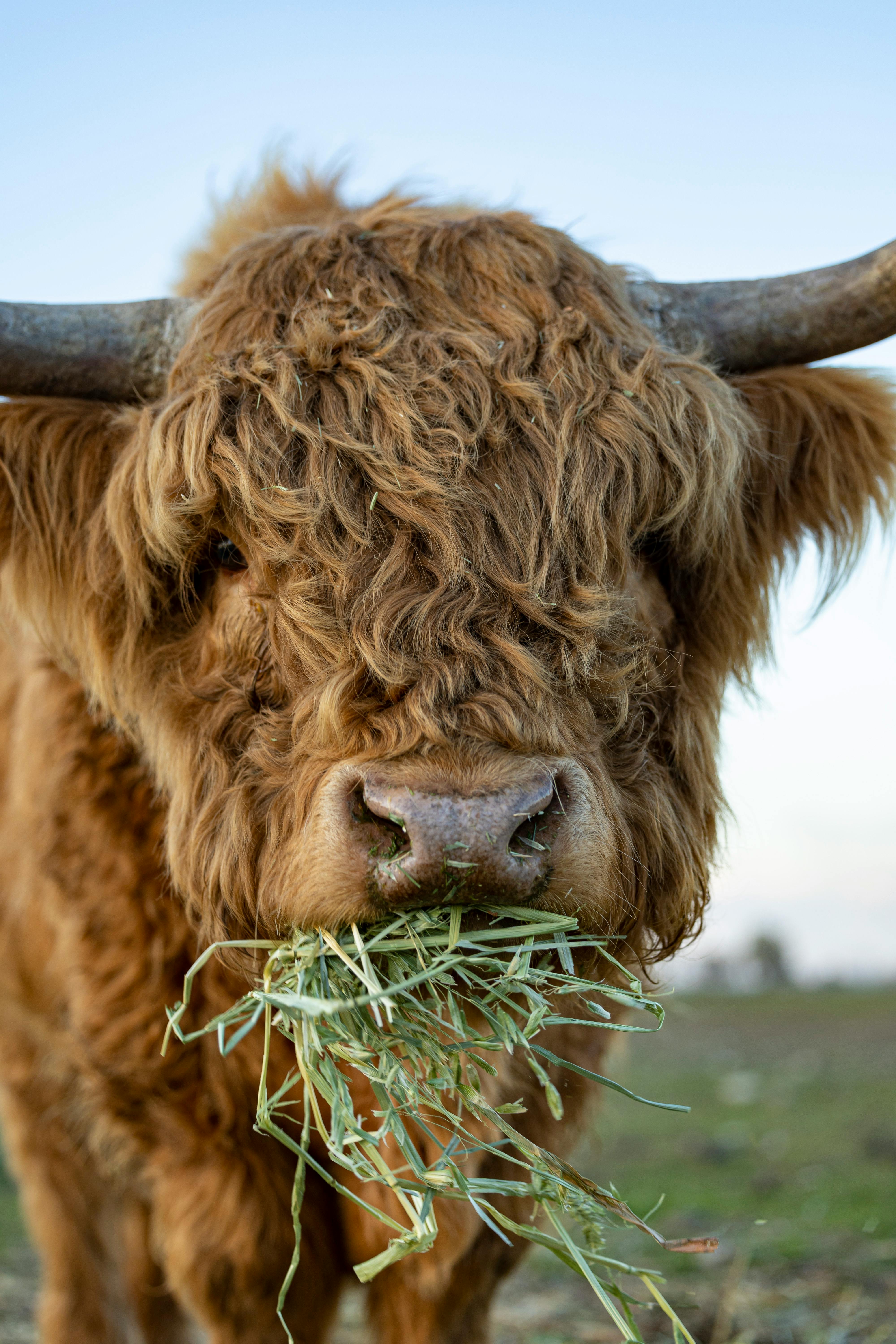 Gratuit Photos gratuites de agriculture, agriculture durable, agriculture traditionnelle Photos