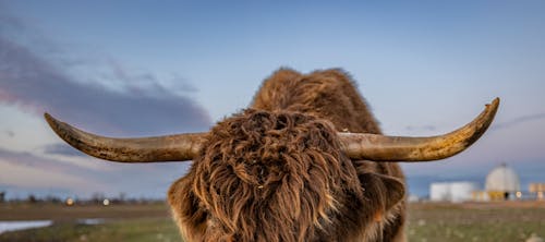 Close-up of Horns of Highland Cattle