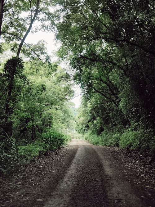 Dirt Road in Summer