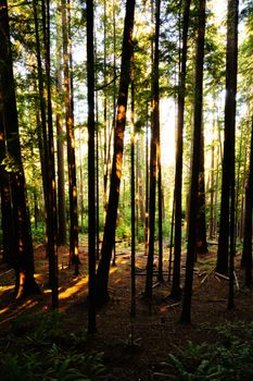 Sunlight filters through tall trees in a serene Washington State forest.