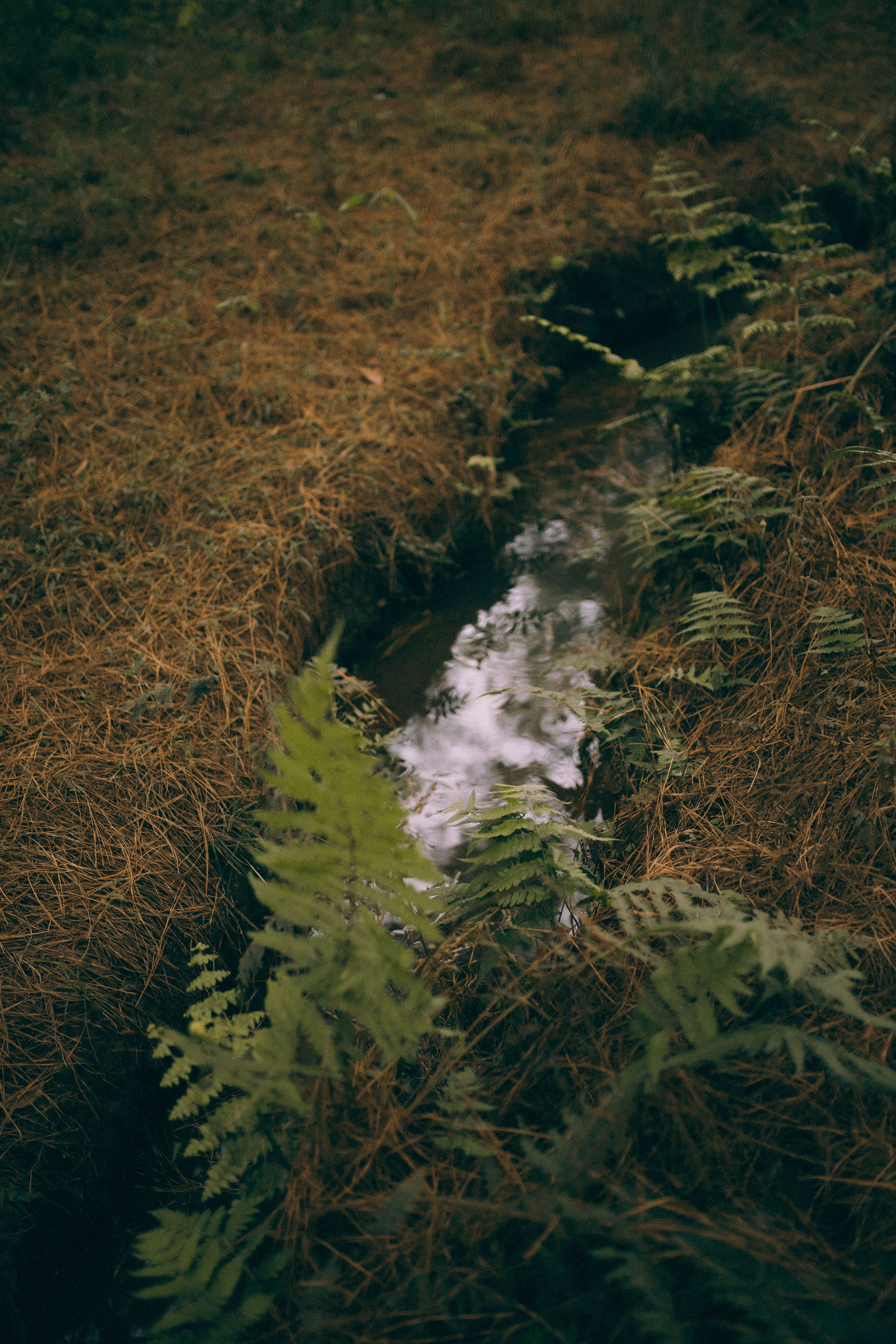Photo of Fern and Water in a Ditch · Free Stock Photo
