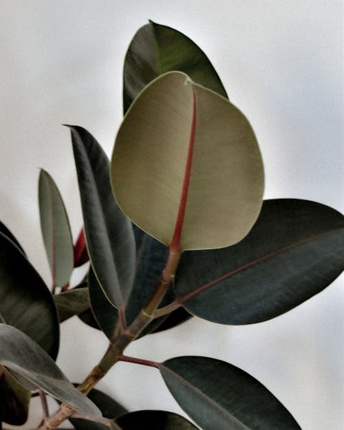 Close-up of a Rubber Fig Plant 