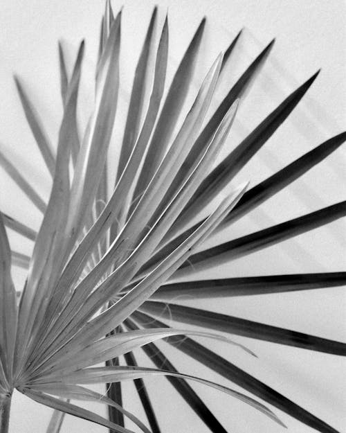 Black and White Photo of a Dry Palm Leaf