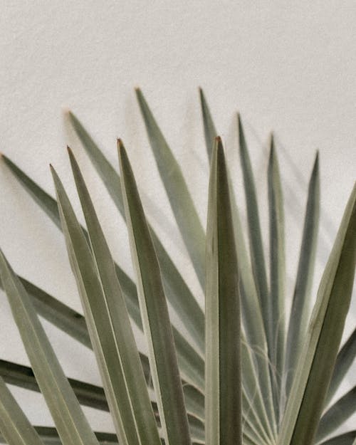 Close Up of a Bismarckia Nobilis Plant