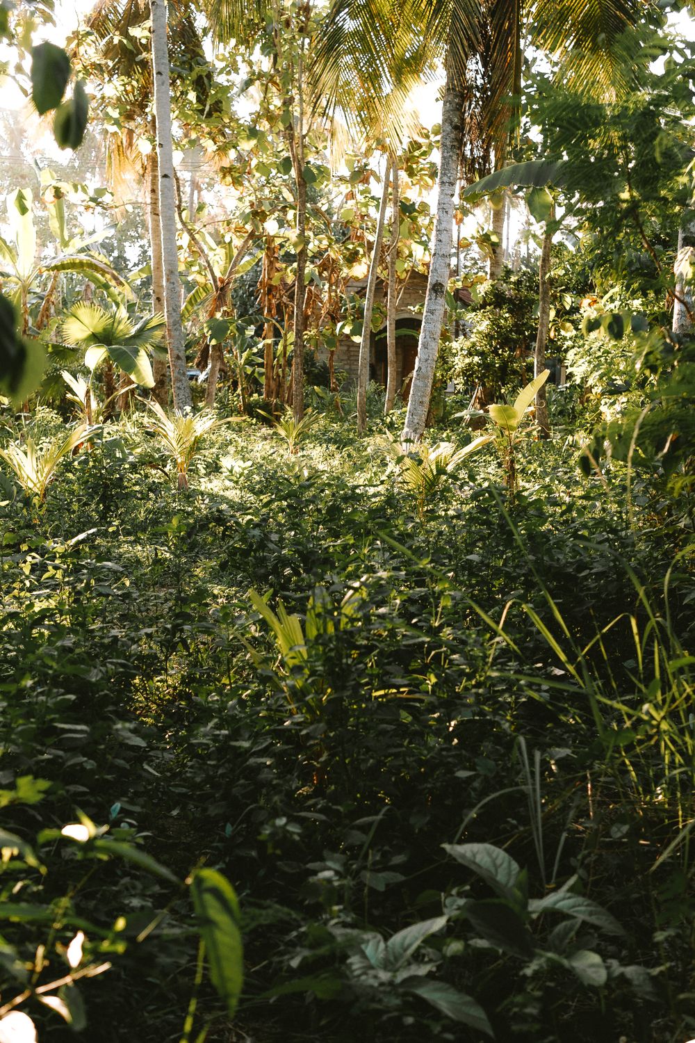 Junfle Tree A jungle with trees and plants in the sunlight · Free Stock Photo