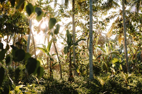 Безкоштовне стокове фото на тему «джунглі, заводи, краєвид»