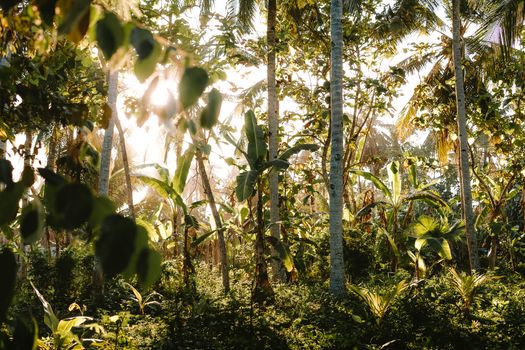 Sunlit view of lush tropical jungle in Bali, showcasing palm trees and dense vegetation.
