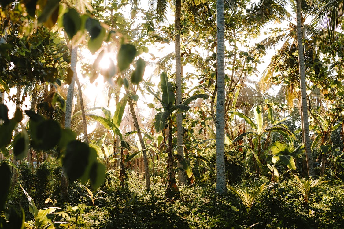 Photos gratuites de centrales, fond d'écran, forêt