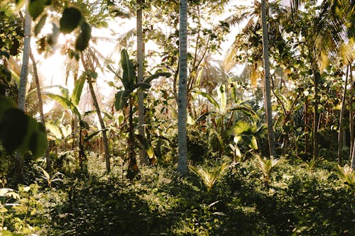 Foto stok gratis alam liar, hutan, kertas dinding