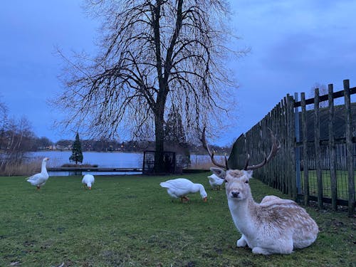 Kostnadsfri bild av blå sjö, gås, hjort