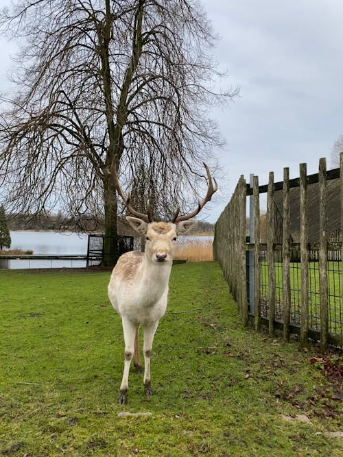 Kostnadsfri bild av blå sjö, djuruppfödning, gås