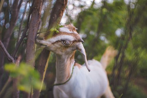 Free A curious goat nibbling on tree branches in a vibrant, green forest setting. Stock Photo