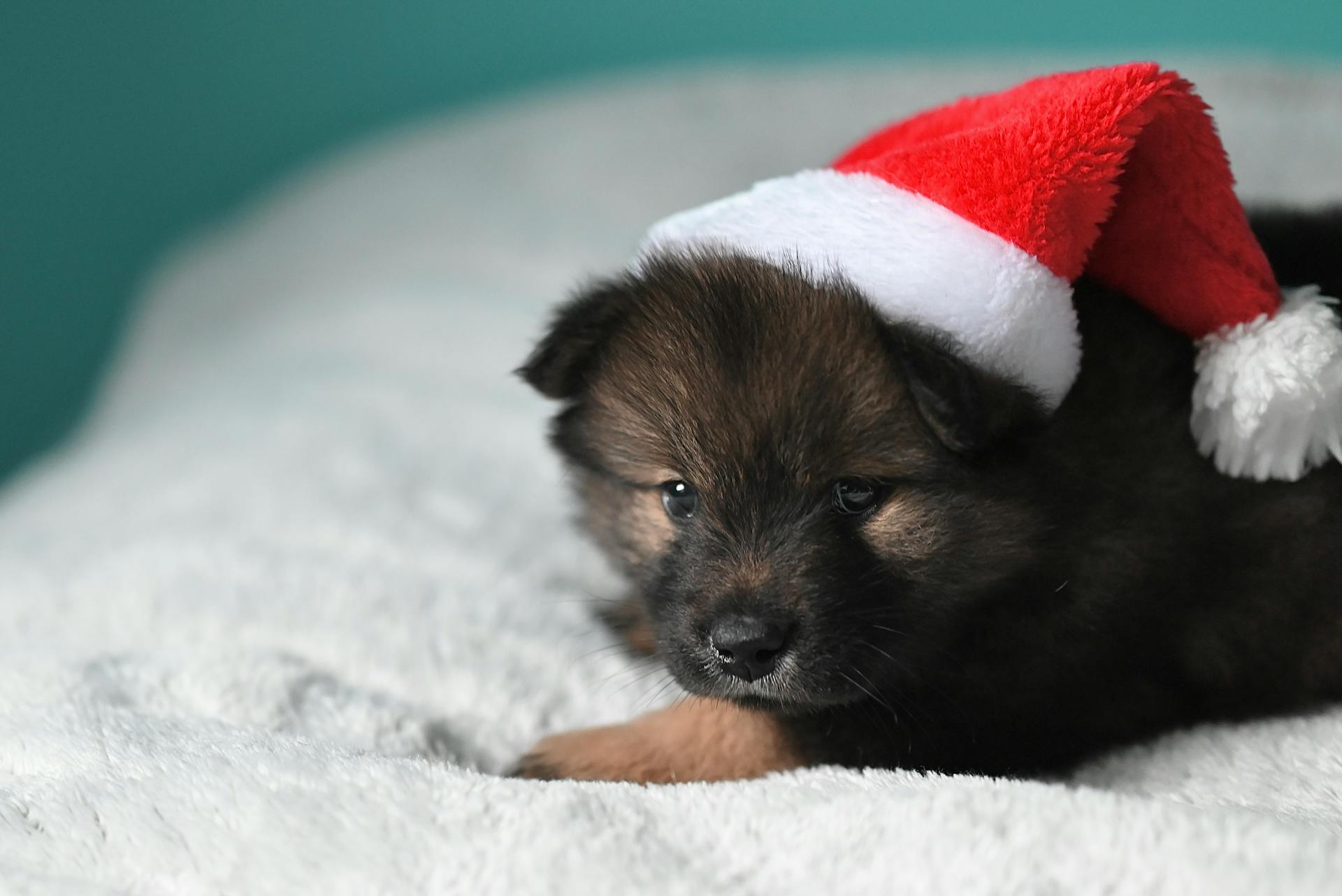 En liten eurasisk hund som ligger på en säng