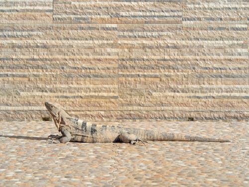 Iguana Camouflage on Pavement