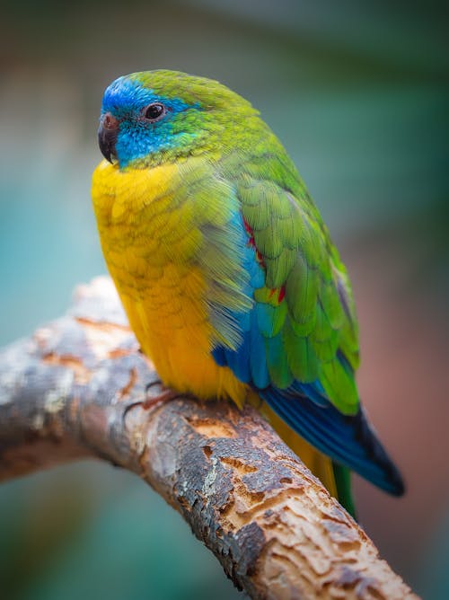 Turquoise Parrot in Nature
