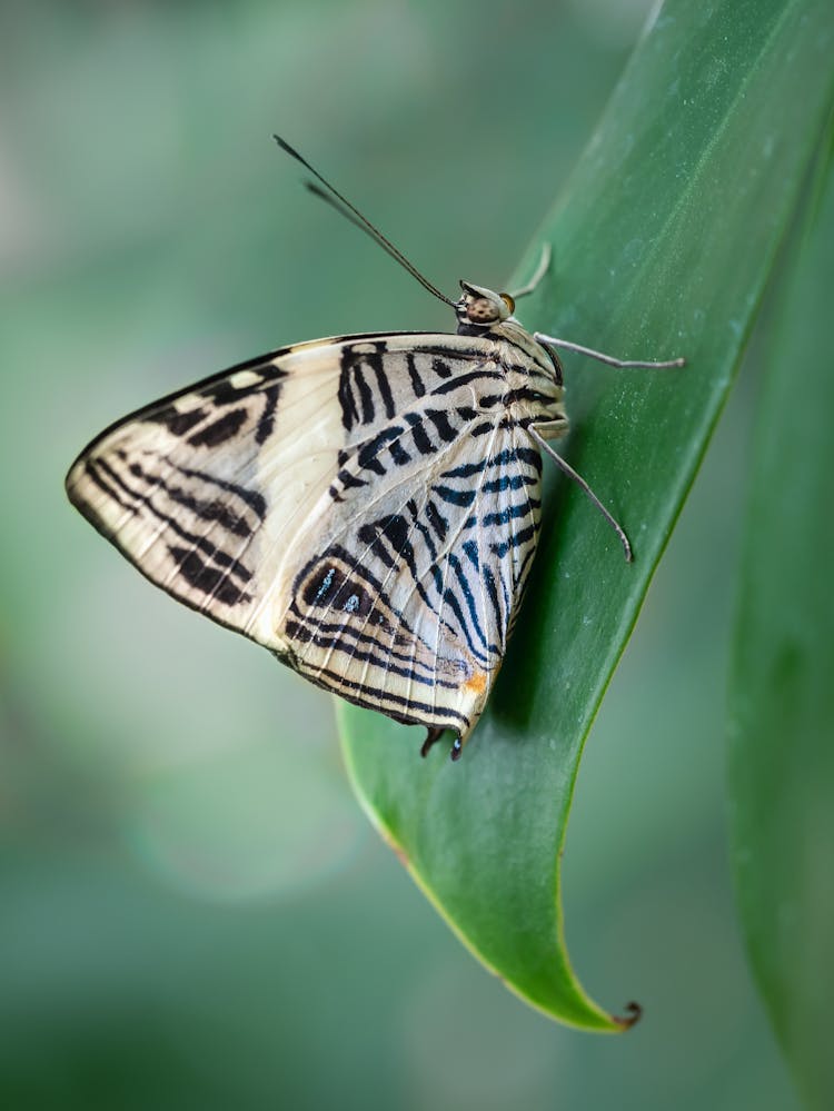 Butterfly On Leaf