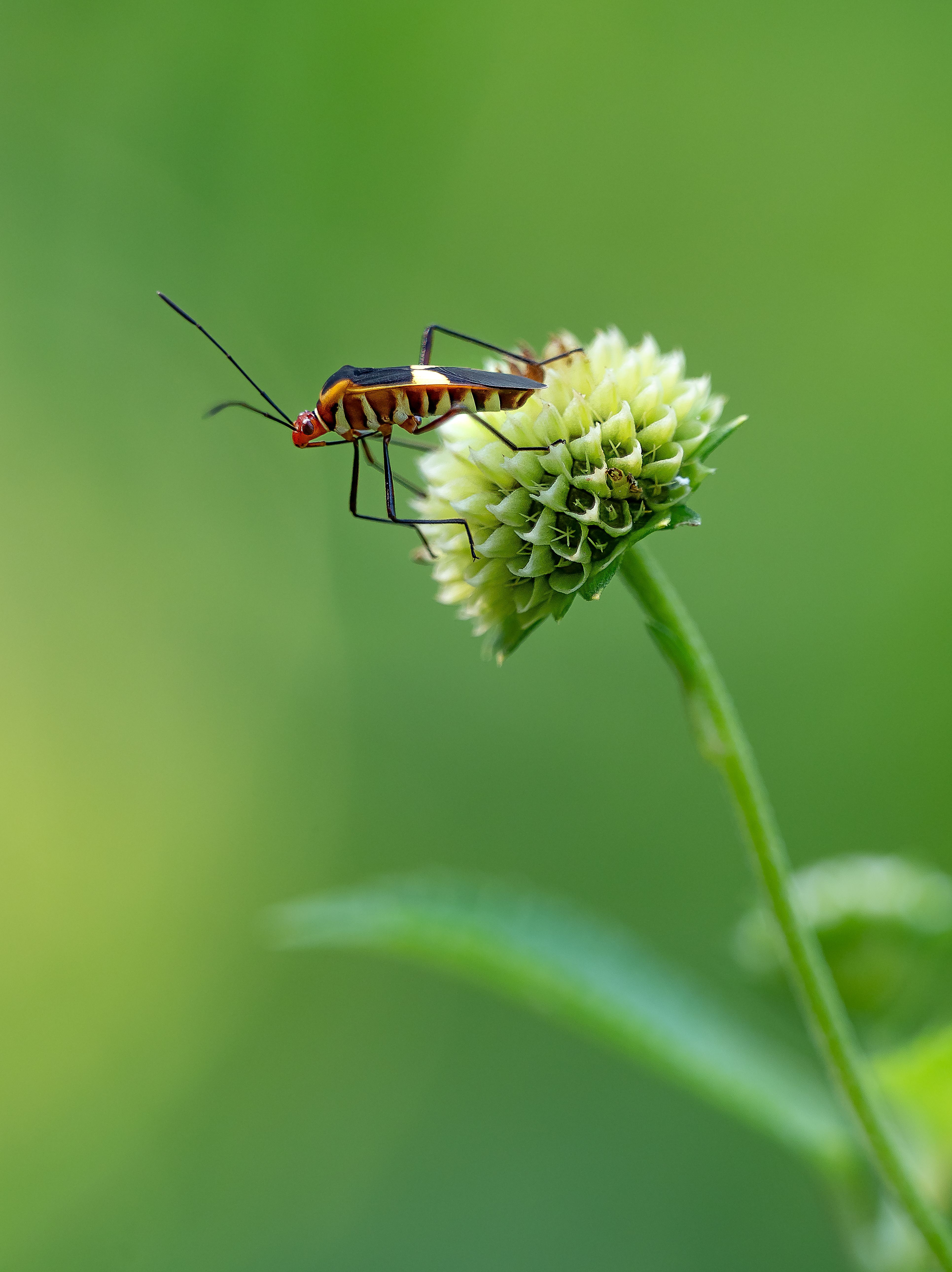 Insect on Flower · Free Stock Photo