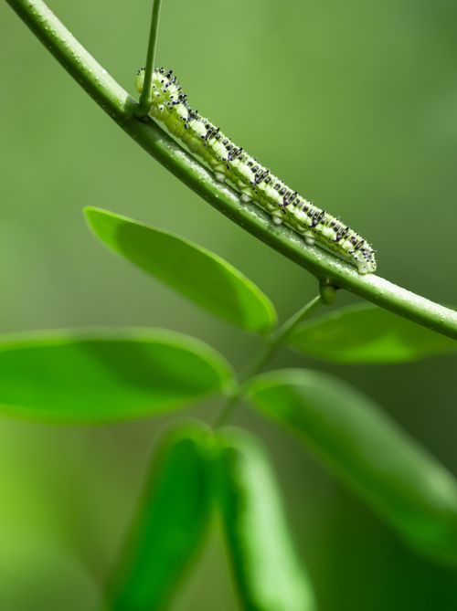 Free Close-up view of a caterpillar on a green stem with a blurred background, showcasing nature's simplicity. Stock Photo