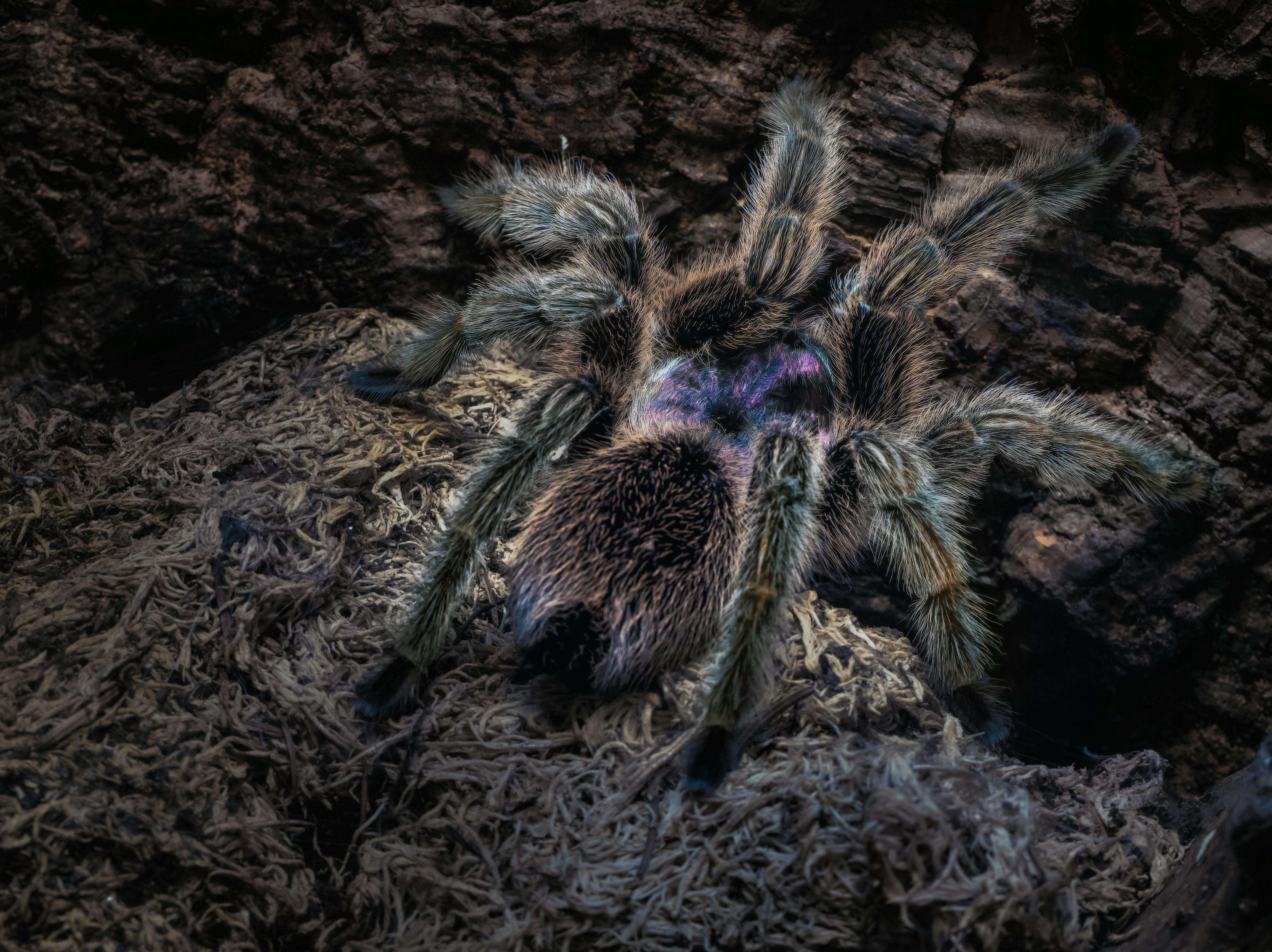 Tmesiphantes