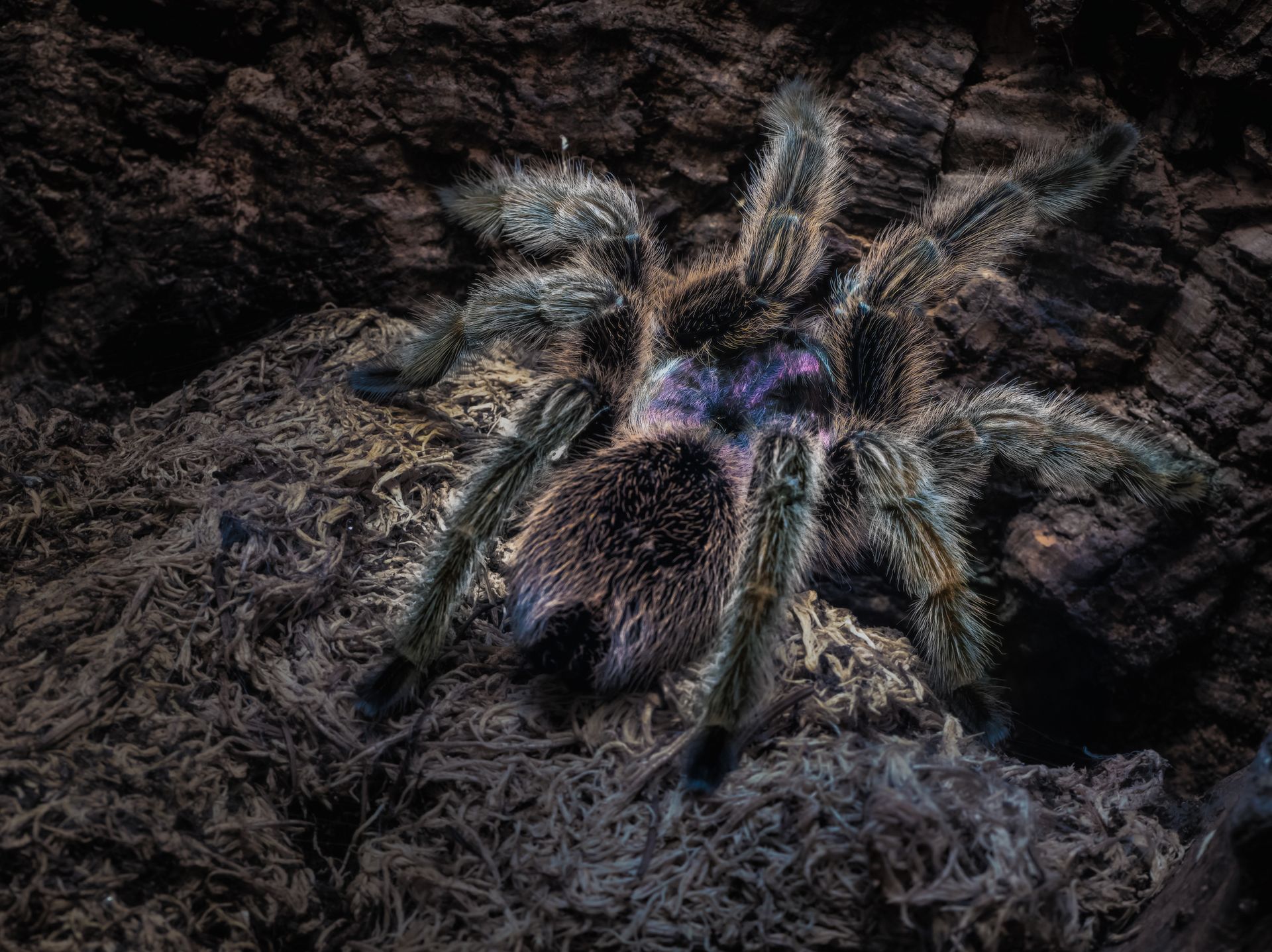 Close Up of Chilean Rose Tarantula