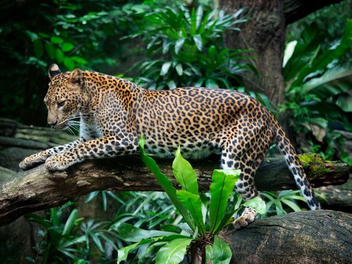 Free A leopard peacefully resting on a tree branch amidst lush greenery in a natural setting. Stock Photo