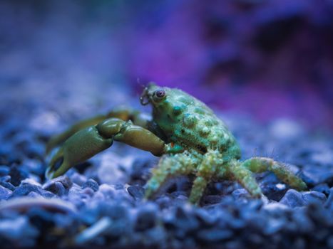 Detailed image of a vibrant green crab on the seabed, showcasing underwater wildlife photography.