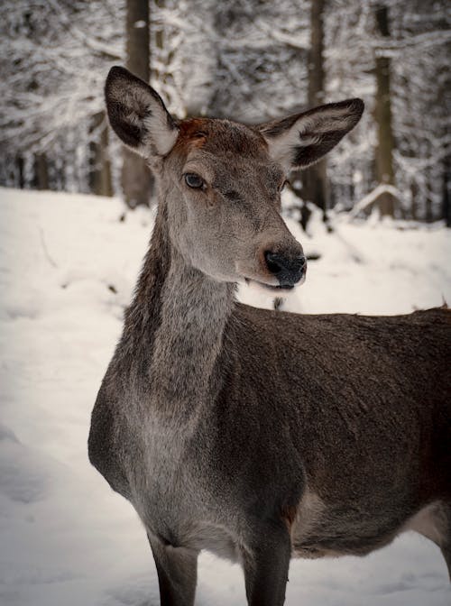 Deer Standing in Winter Forest