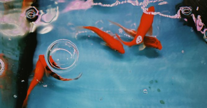 Close-up view of goldfish swimming in a clear blue aquarium with bubbles on the surface.
