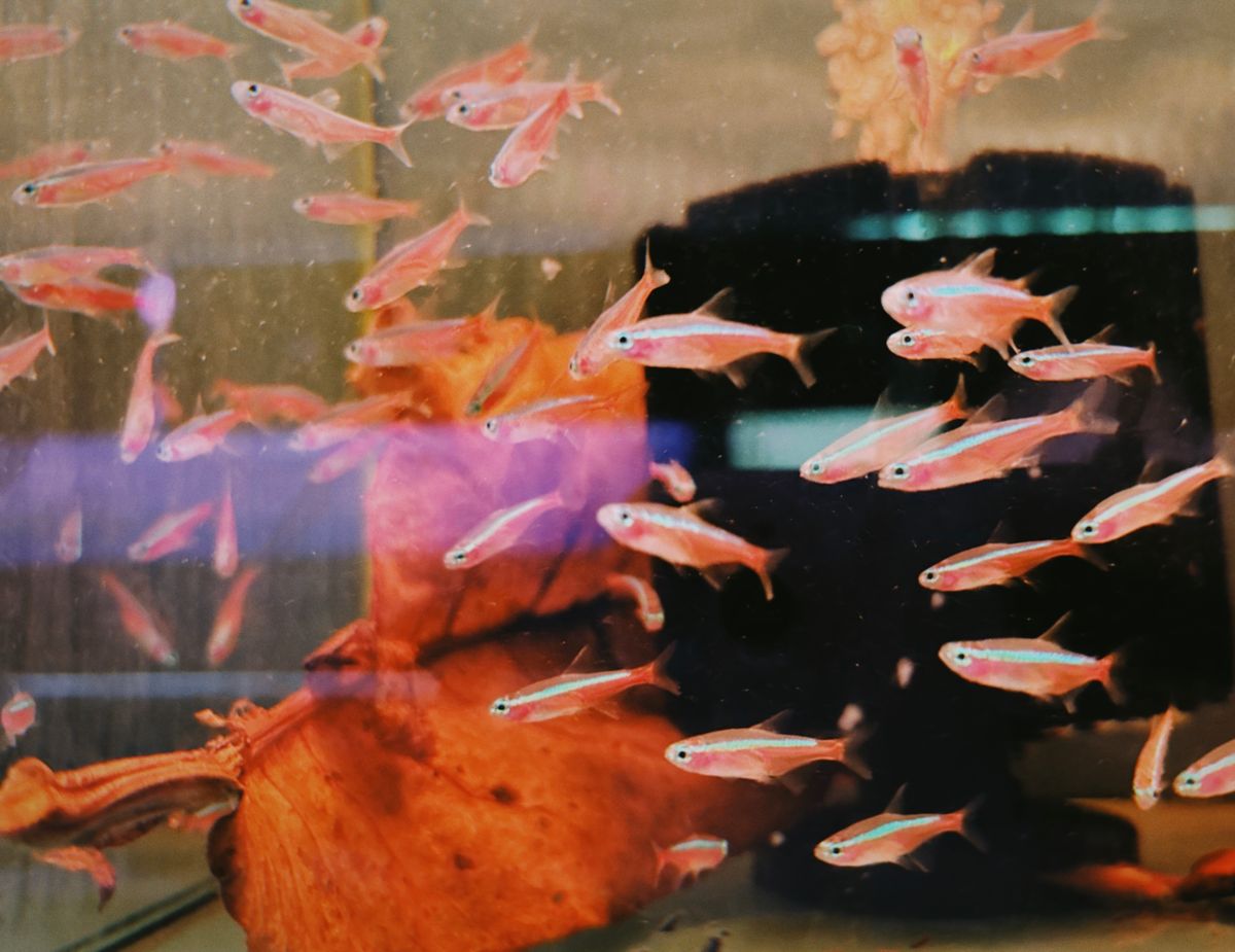 Colourful fish swimming in an aquarium