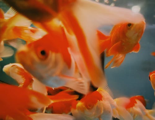 Close-up of Exotic Fish Swimming in Water