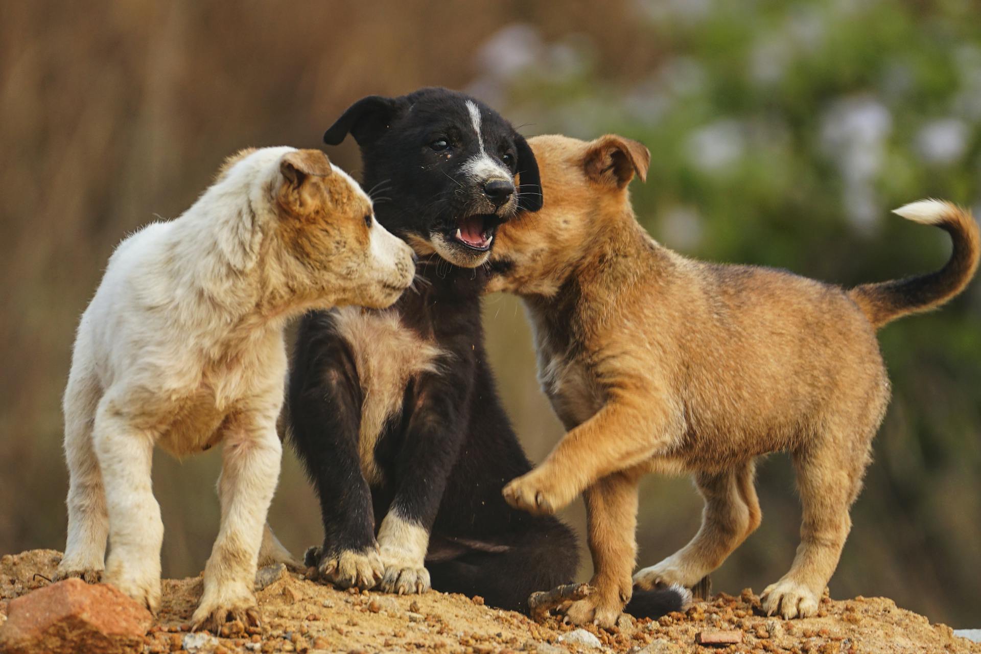 Les chiots jouent ensemble