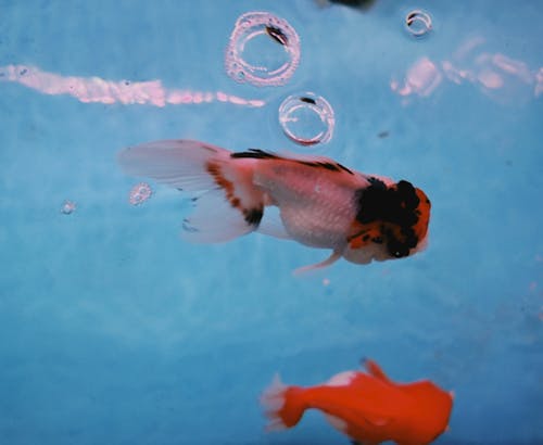 Foto profissional grátis de água, aquário, exótico