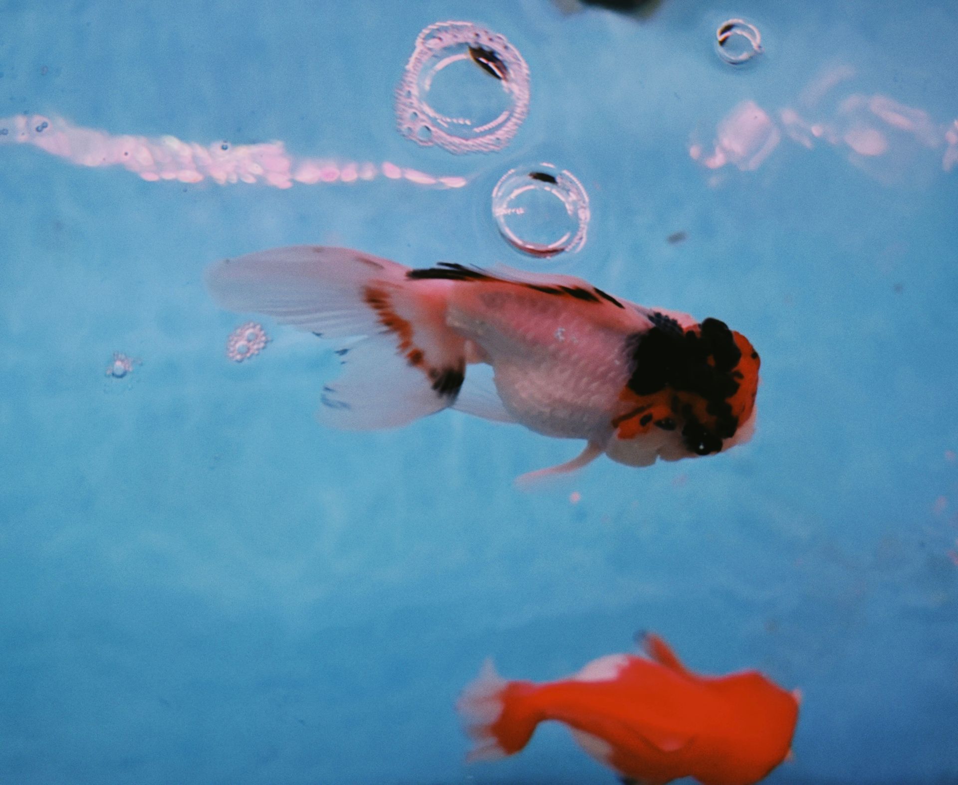 Close-up of vibrant goldfish swimming in clear aquarium water, showcasing aquatic life.