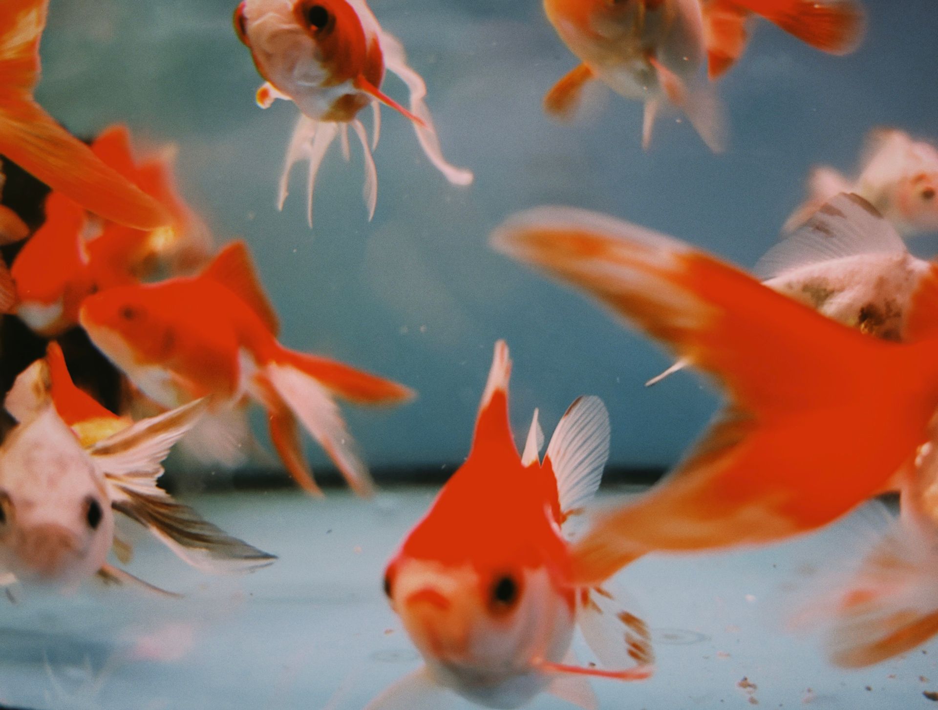 Bright and colorful goldfish swimming gracefully in an aquarium.