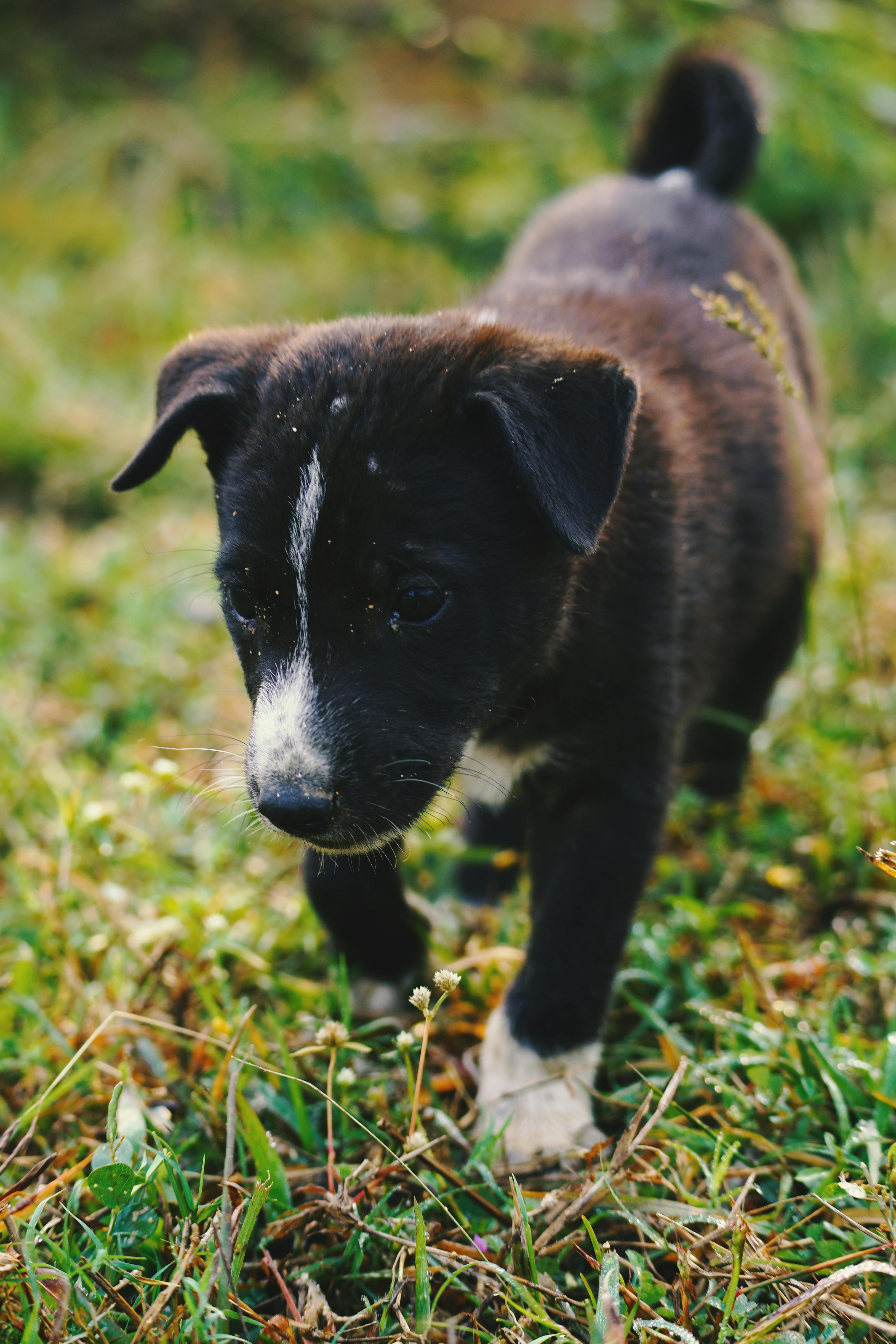 Natural Solutions For Treating Fishy Odors In Female Dogs