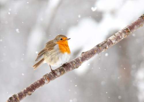 European Robin on Branch in Winter