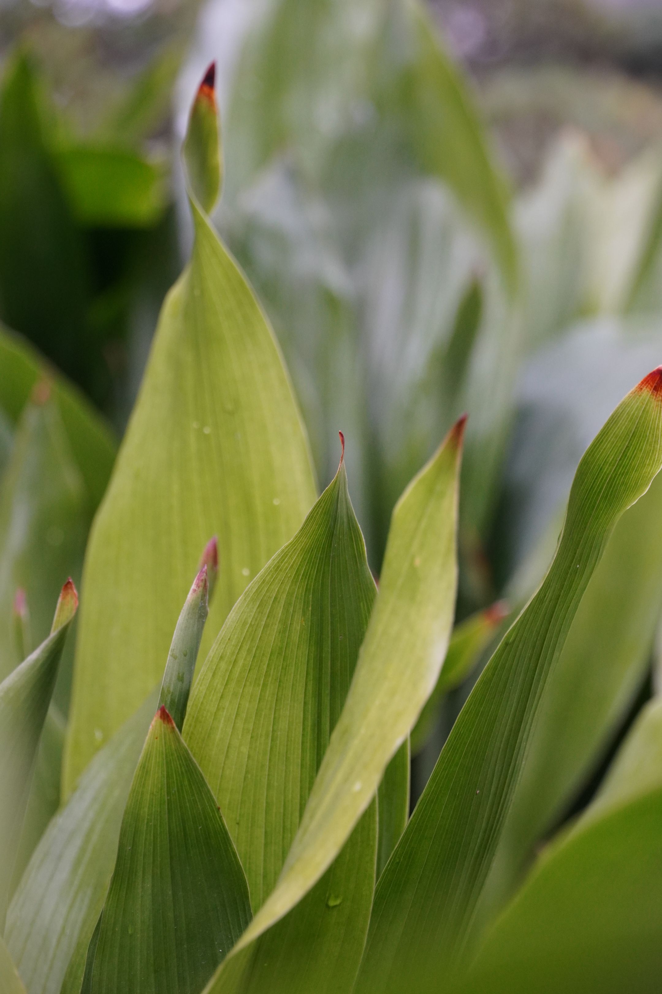 Detailed close-up of vibrant green tropical leaves with dew drops, capturing the essence of nature.