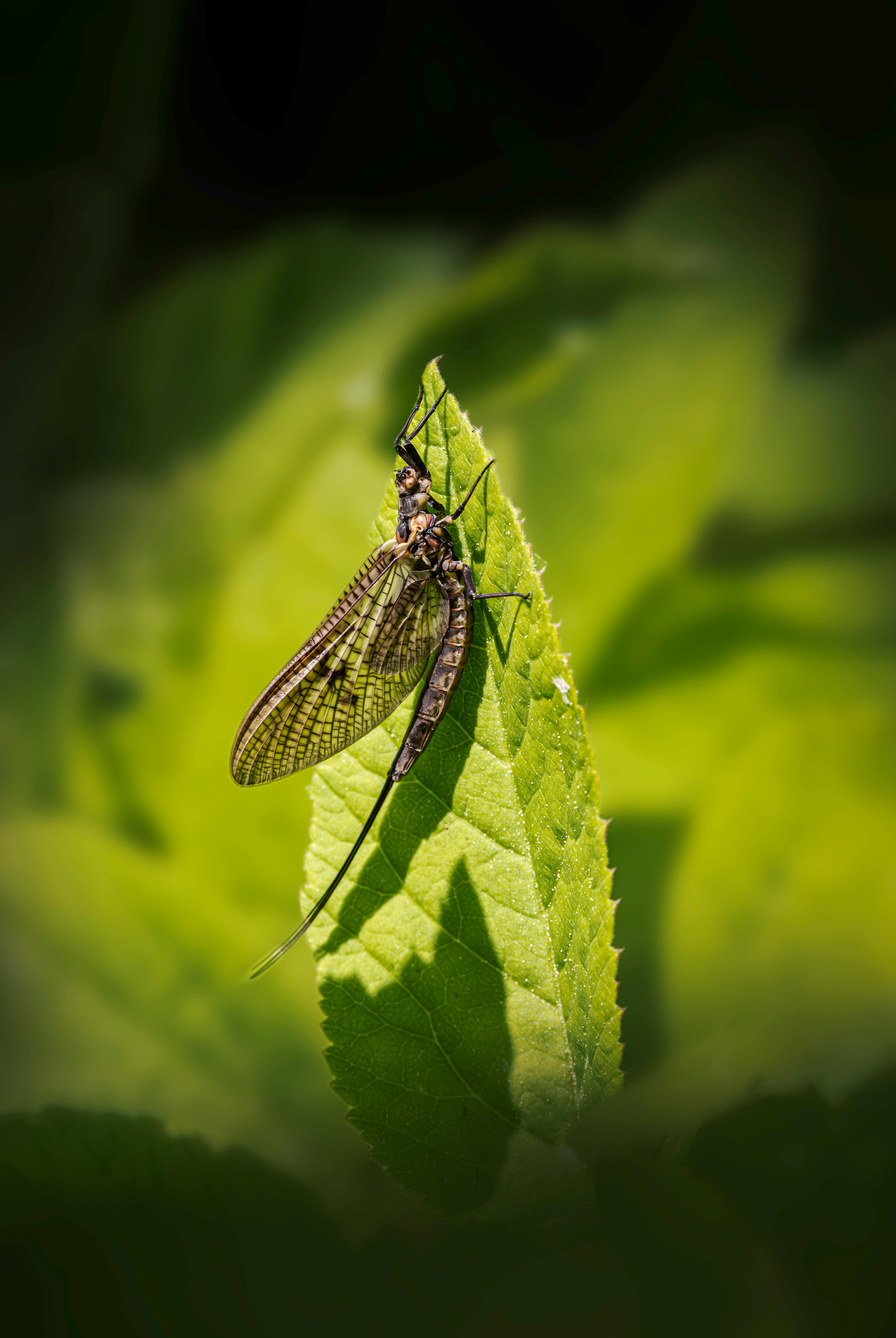 Detailed macro shot of a mayfly resting on a vibrant green leaf, showcasing nature's beauty.