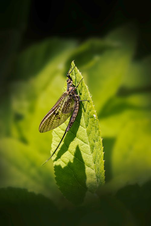 Mayfly on a Green Leaf