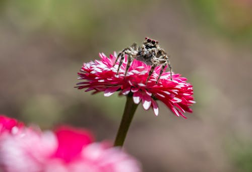 Spider on Flower