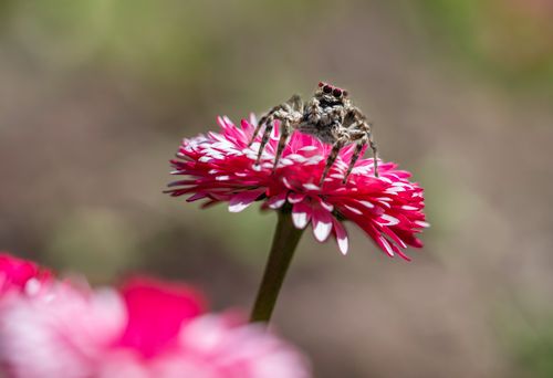 Free A detailed close-up of a spider perched on a bright pink flower, showcasing nature's beauty. Stock Photo