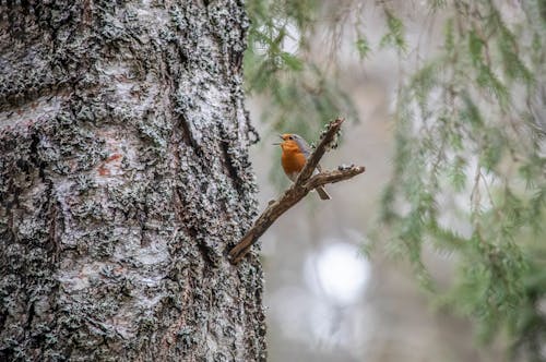 A bird perched on the side of a tree