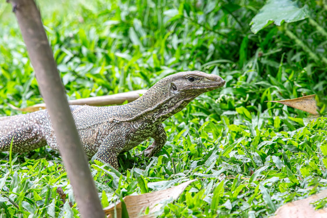 Komodo Dragon in Nature