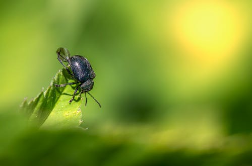 Бесплатное стоковое фото с beetle, беспозвоночный, Биология