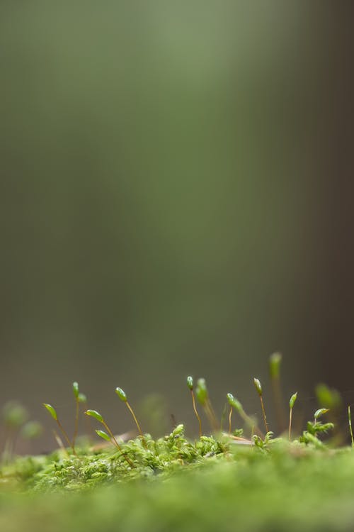 Бесплатное стоковое фото с вертикальный выстрел, зеленый, лес